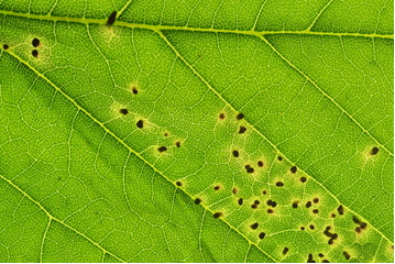 Galls caused by Aceria mites on a Sycamore leaf