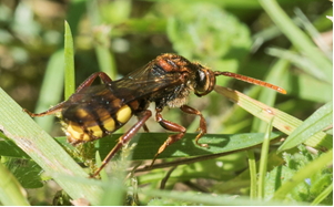 Flavous Nomad Bee – Nomada flava