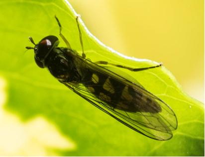 Hoverfly - Melanostoma scalare