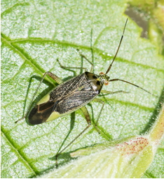 Mirid bug - Closterotomus trivialis