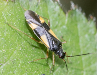 Mirid Bug - Drysophilocoris flavoquadrimaculatus