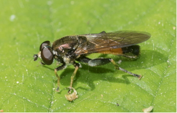 Hoverfly - Xylota segnis