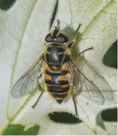 Hoverfly - Myathora florea