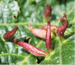 Galls caused by Eriophyes mites