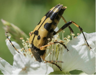 Long-Horned Beetle - Strangalia maculata