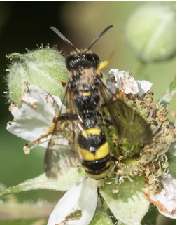 Solitary Wasp – Cerceris arenaria