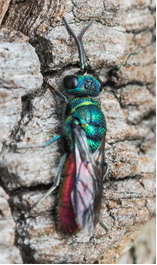 Ruby-tailed Wasp - Chrysis sp.