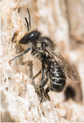 Large Headed Resin Bee Heriades truncorum (maybe)