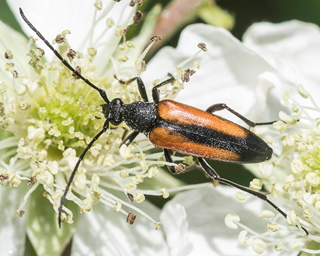 Long-horned Beetle - Stenurella melanusa