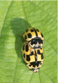 14 Spot Ladybirds - Propylea 14-punctata