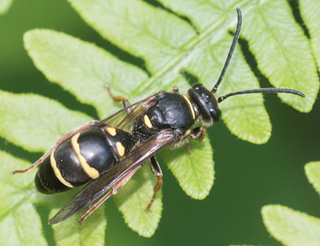 Solitary wasp - Argogortyes mystaceus 