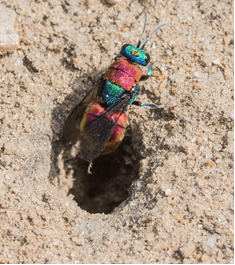 Jewel Wasp - Hedychrum niemelia