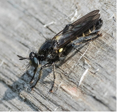 Robberfly - Choerades marginatus