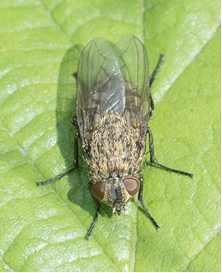 Cluster-fly - Pollenia rudis