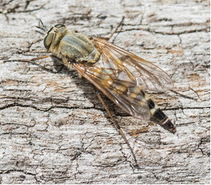 Snipe type fly - Thereva nobilitata