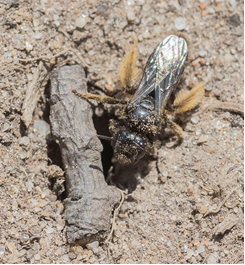 Large Shaggy Bee - Panurgus bankianus