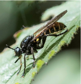 Robber-fly - Choerades marginatus