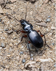 Un-identified Ground Beetle