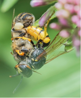 Bee-Killer Wasp (Philanthus triangulum) with a honey bee