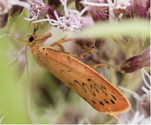Rosy Footman Moth